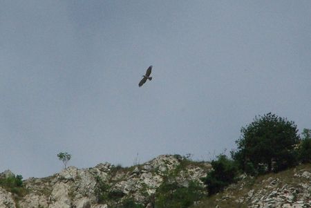 bird of prey