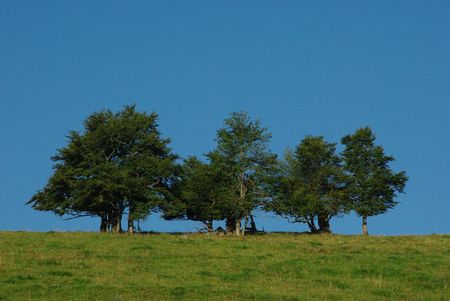 bomen