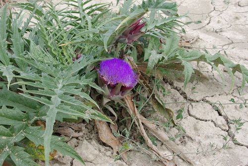 artichoke