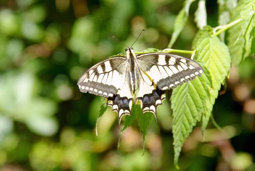 butterfly