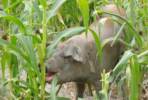 happy pig in a field of corn