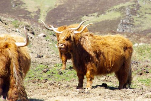 highland cattle