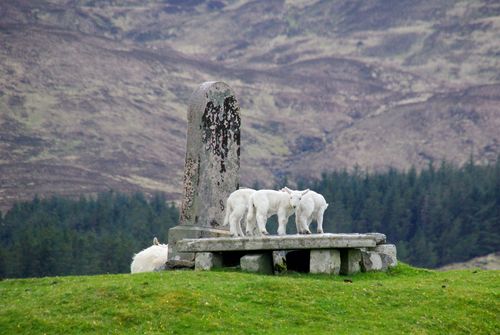 lambs on a grave