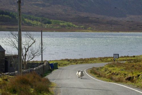 sheep on the road