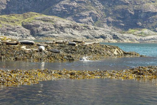 zeehonden