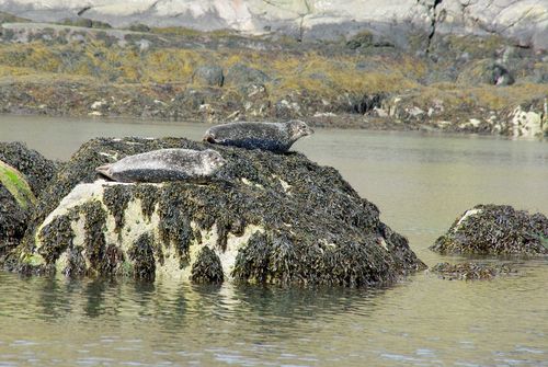 zeehonden