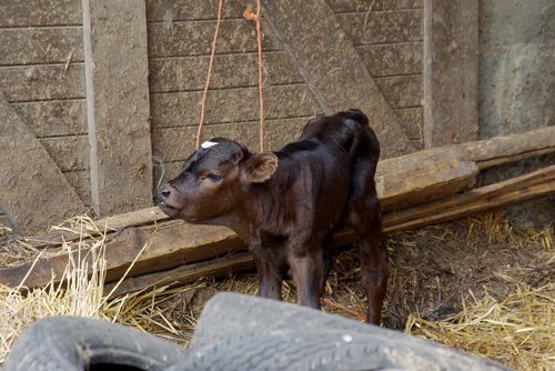 calf