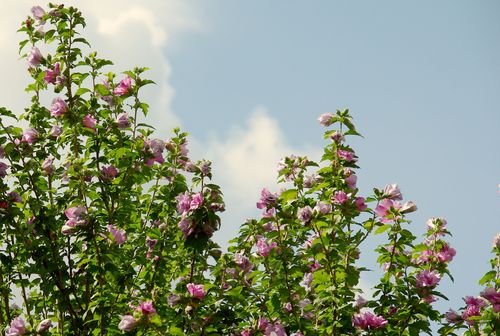 hibiscus