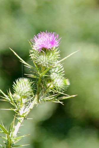 thistle