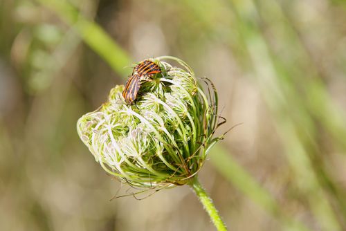 insects