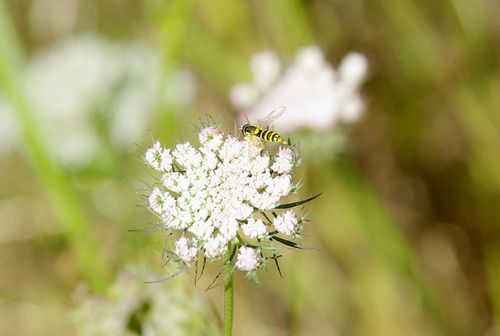 hoverfly