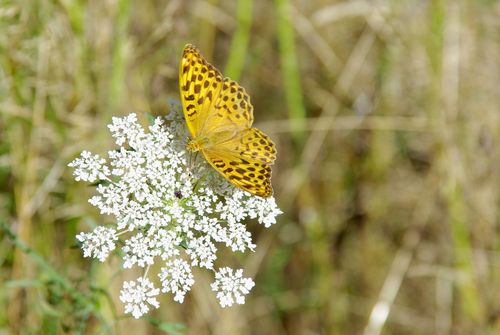 butterfly