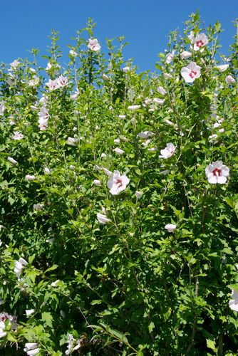 hibiscus