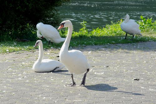 swans