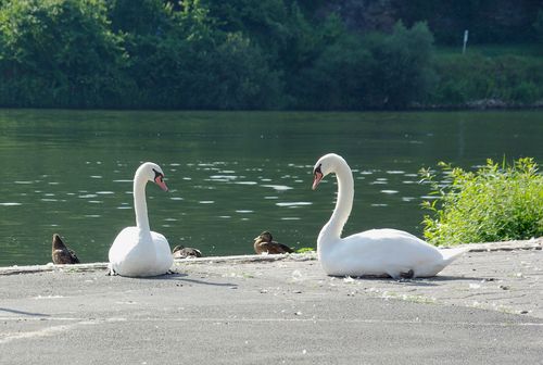 swans