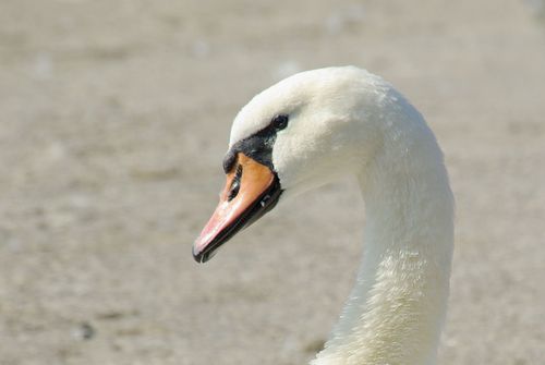 swan