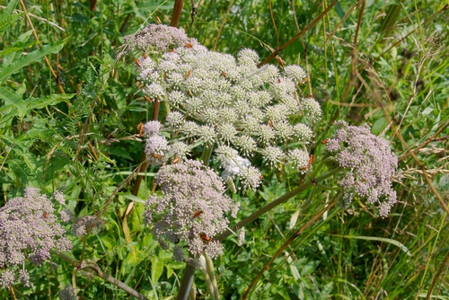 insecten op schermbloemige