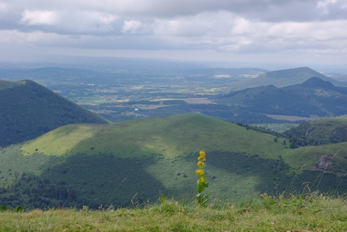 view with a yellow gentian