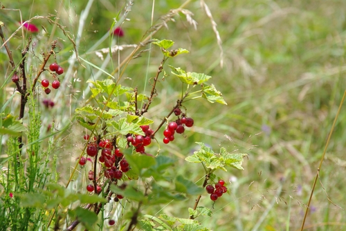 berries