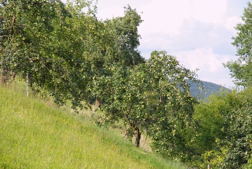 orchard