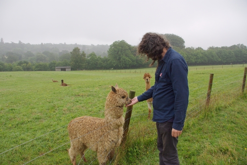 Ashdown Forest Llama Park