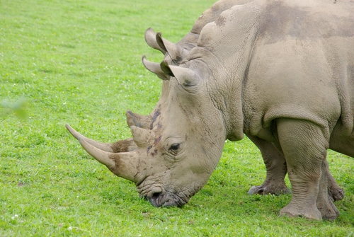 Manor House Wildlife Park