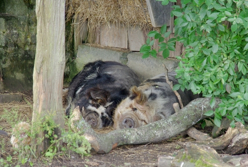 Manor House Wildlife Park