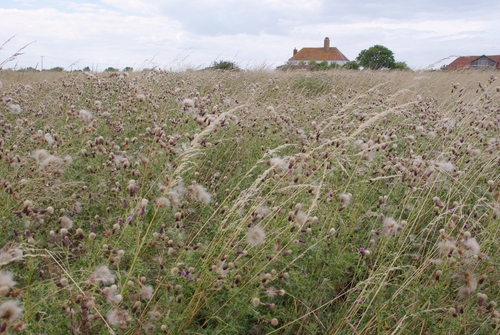 Sheppey