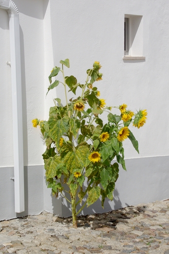 sunflowers