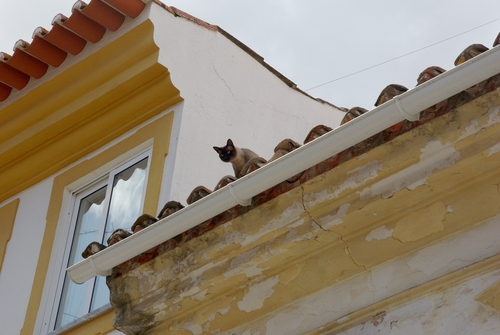 cat on the roof