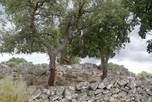 cork oak trees