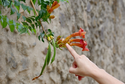 flowers