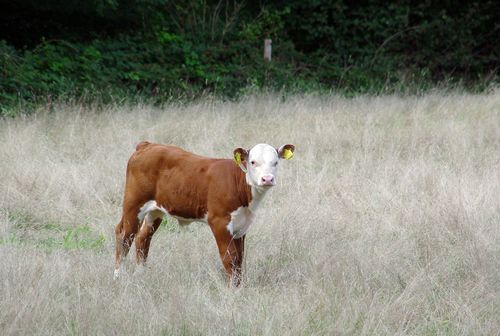 bull calf