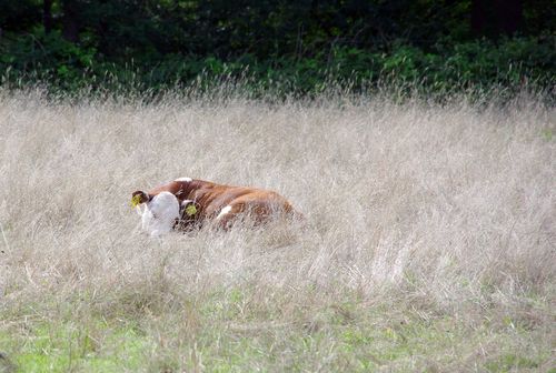 bull calf