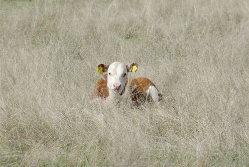 bull calf