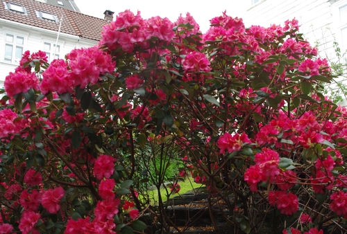 rhododendron