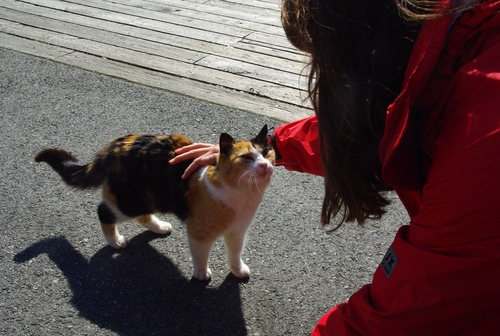 cat in Flåm