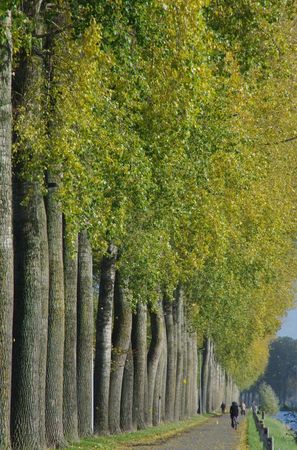 trees next to the canal