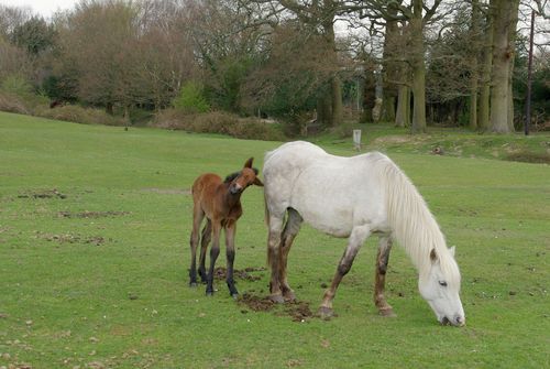 foal