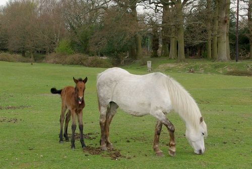 foal