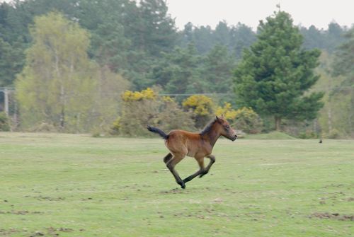 foal running