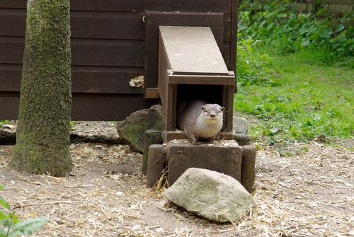 otter