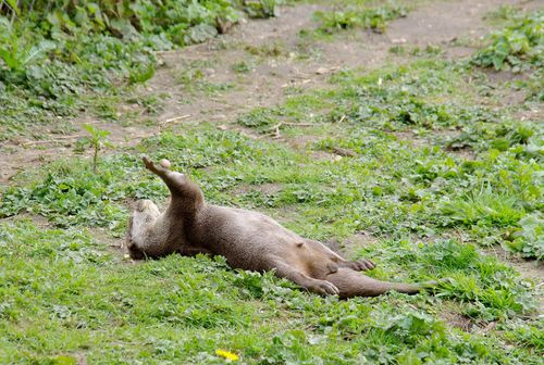 otter