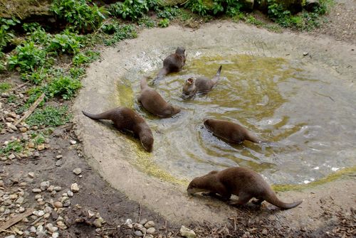 otters