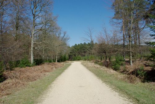 fietspad in het bos