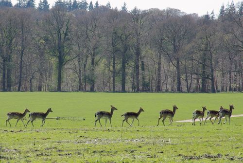 herten in het bos