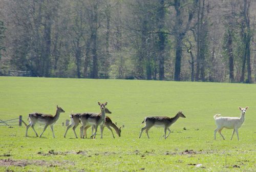 white deer