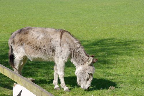 donkey