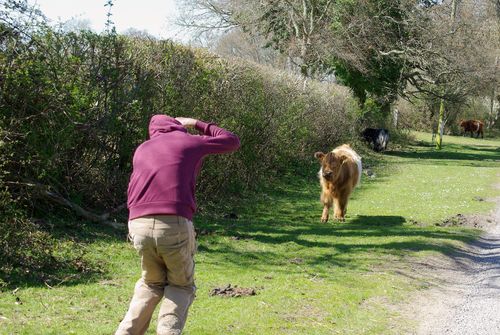 Michel fotografeert een koe