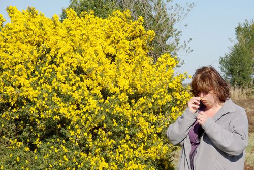 Laura smells the gorse